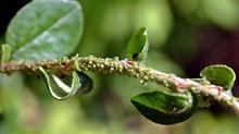 Aphids